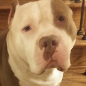 Meet your Posher, Sierra